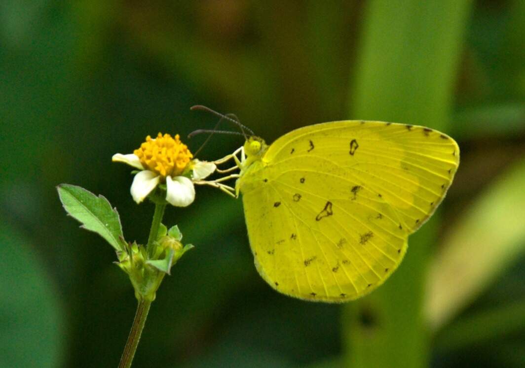 Common Grass Yellow