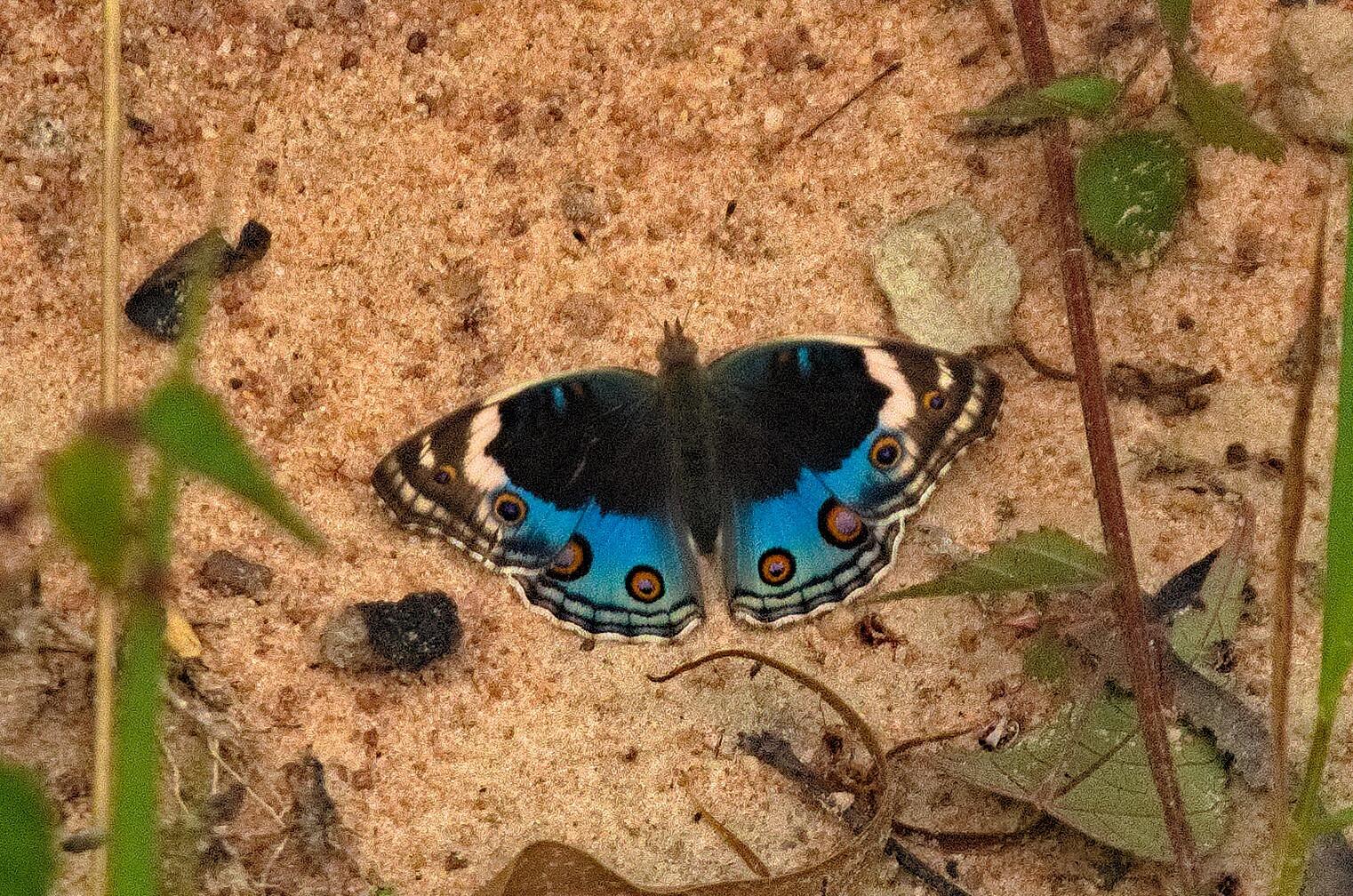 Blue Pansy