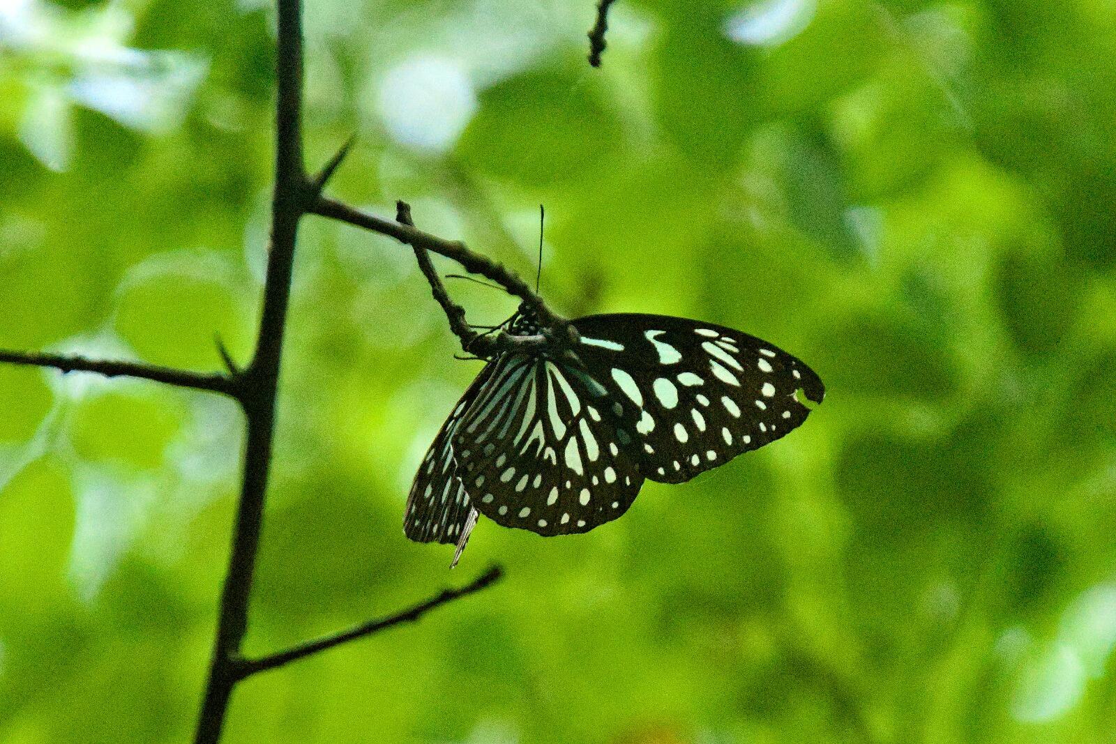 Dark Blue Tiger