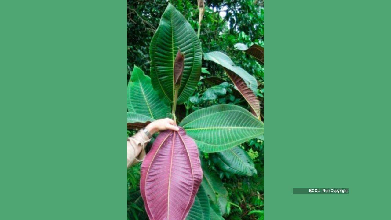 In 1937, a botanical garden in Tahiti planted an ornamental tree; today, a single tree can produce 8.9 million seeds and threaten Queensland’s World Heritage rainforests