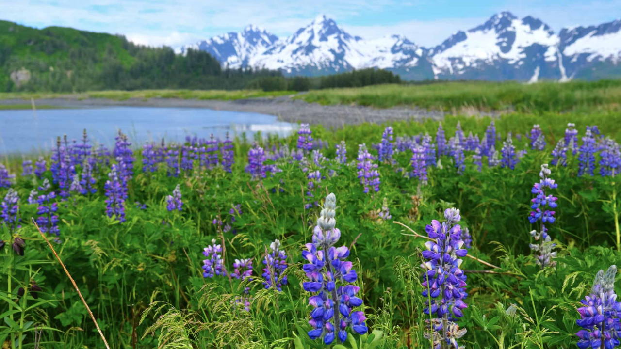 Alaska Wildland Adventures (1)