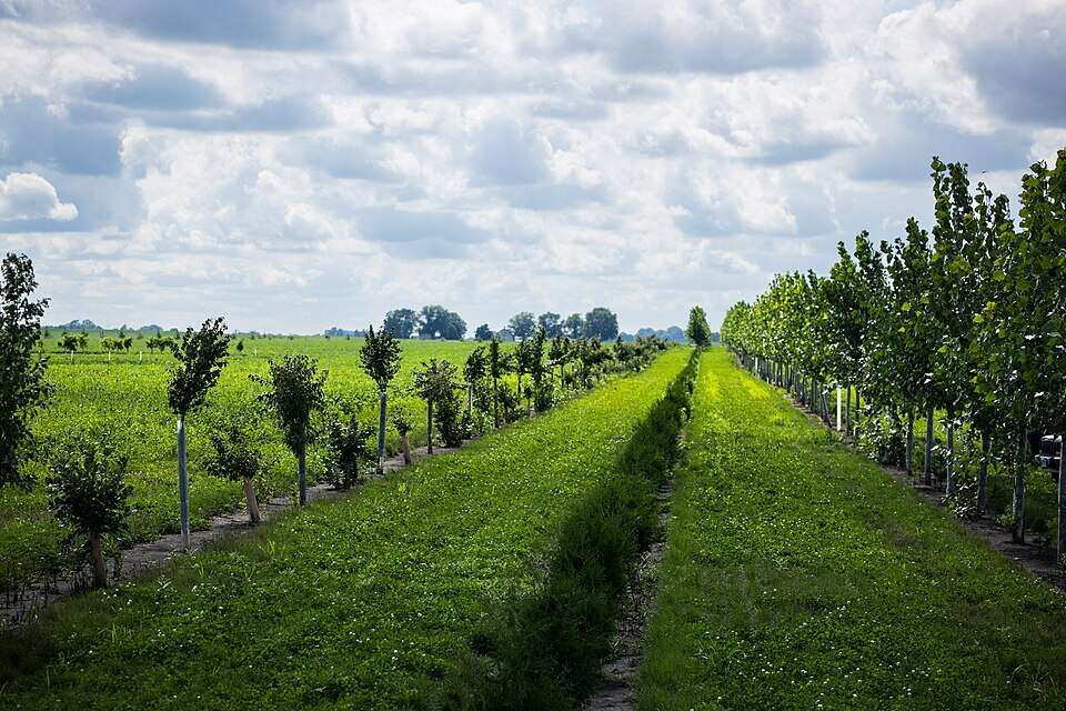 Young_three-row_windbreak_in_an_Illinois_field