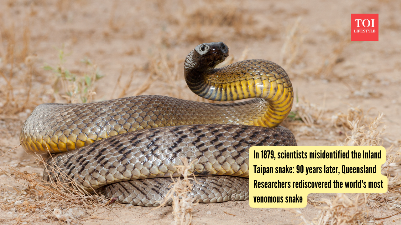 in-1879-scientists-misidentified-the-inland-taipan-snake-90-years-later-queensland-researchers-rediscovered-the-worlds-most-venomous-snake.jpg