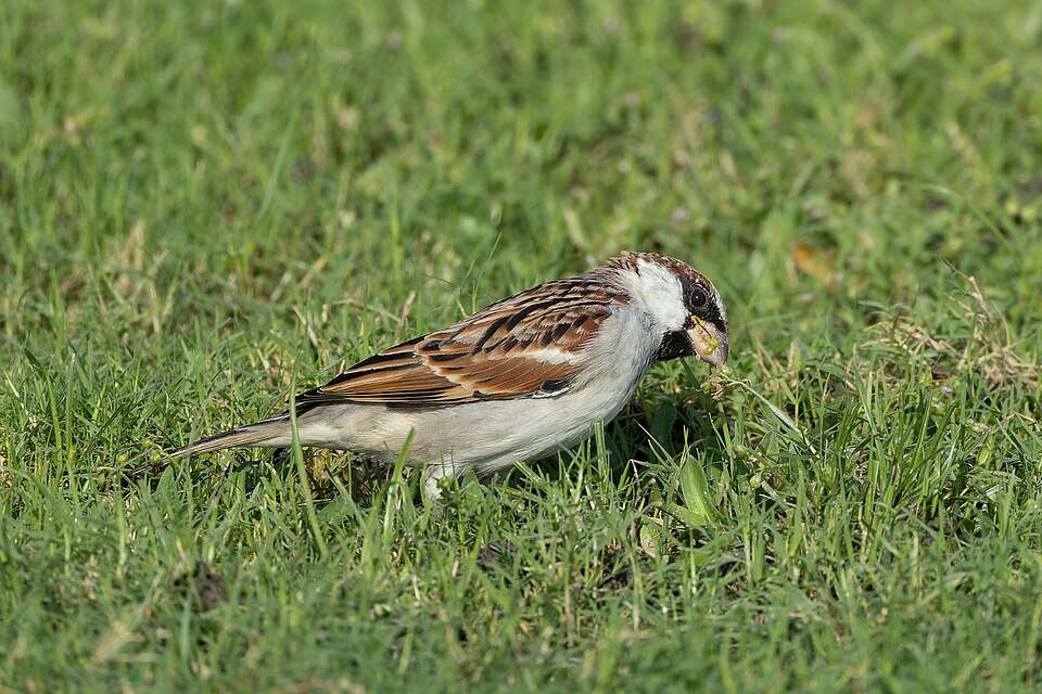 House_Sparrow_in_Bakkhali_September_2025_by_Tisha_Mukherjee_04