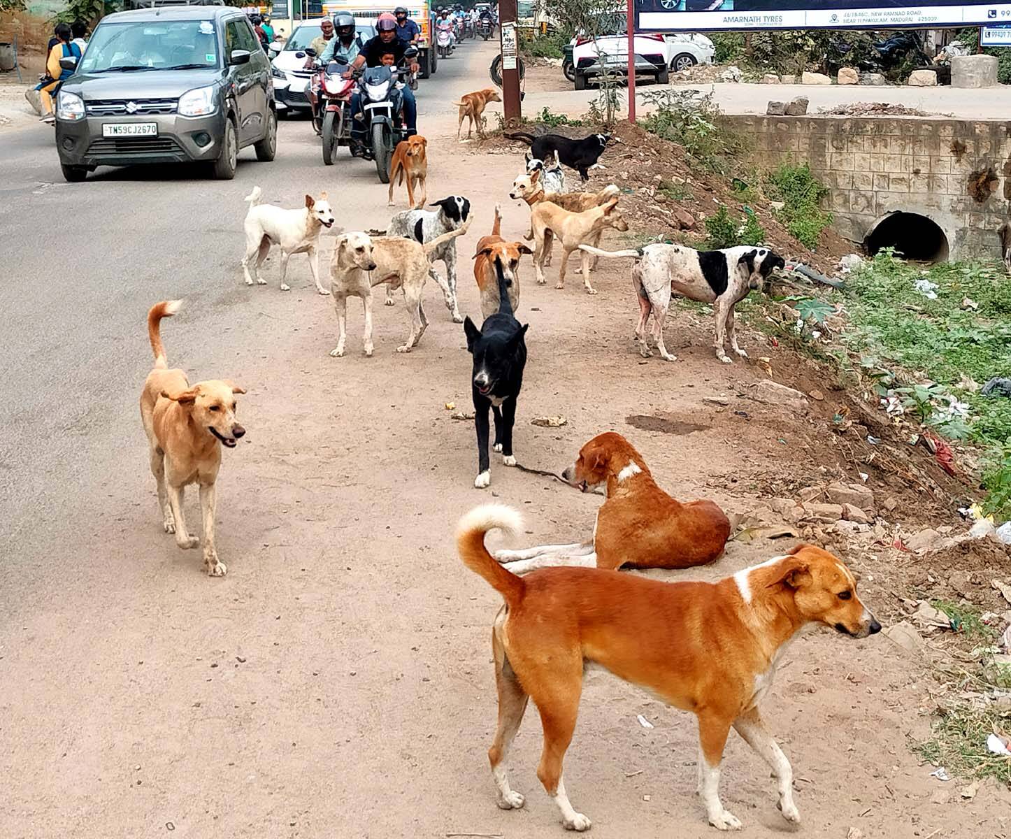 Two-month-old puppy killed at Vikhroli tower in Mumbai, FIR lodged