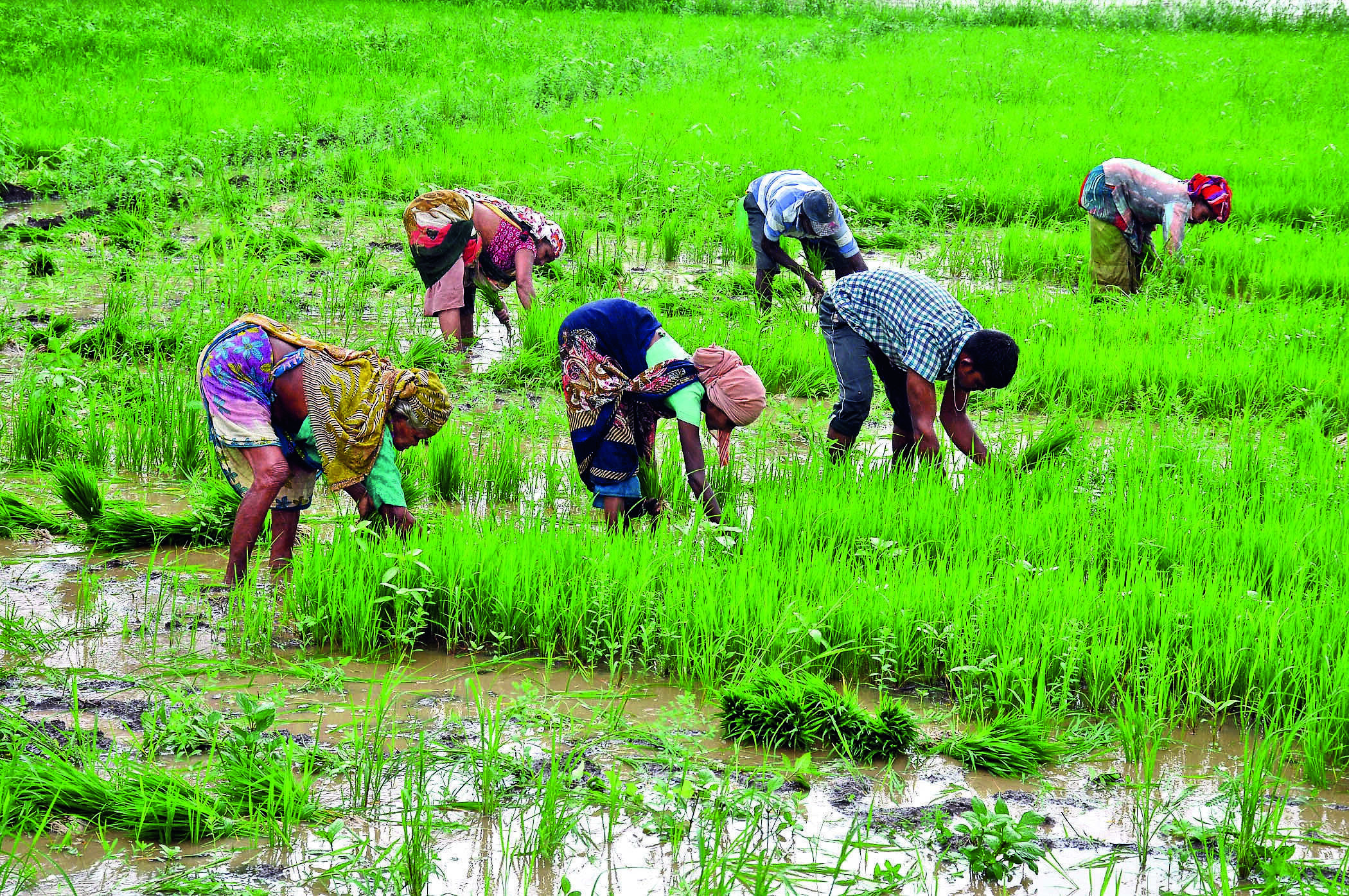 Paddy Farming4 (1).JPG