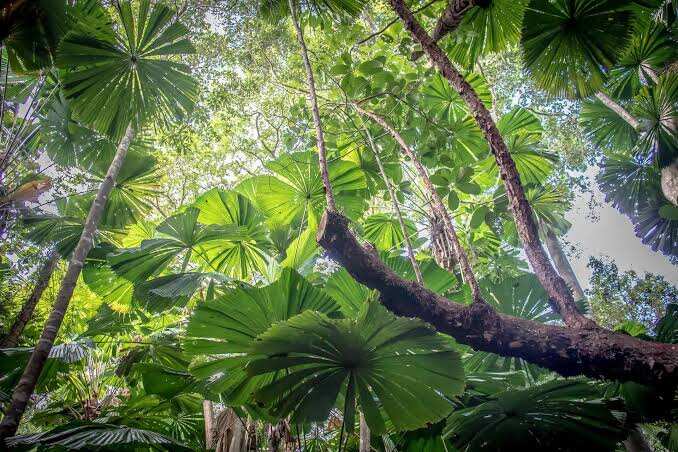 This beautiful tree can produce 8.9 million seeds — Why scientists fear miconia’s threat to Queensland’s world heritage rainforests