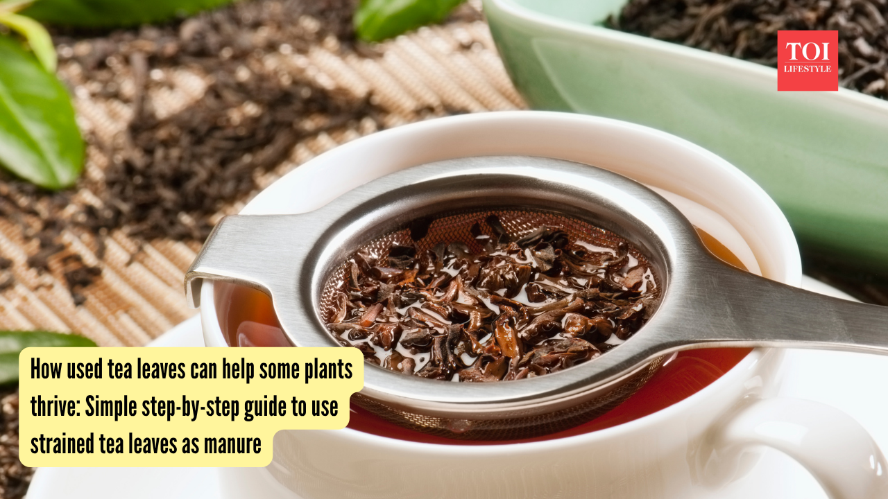 How used tea leaves can help some plants thrive Simple step-by-step guide to use strained tea leaves as manure