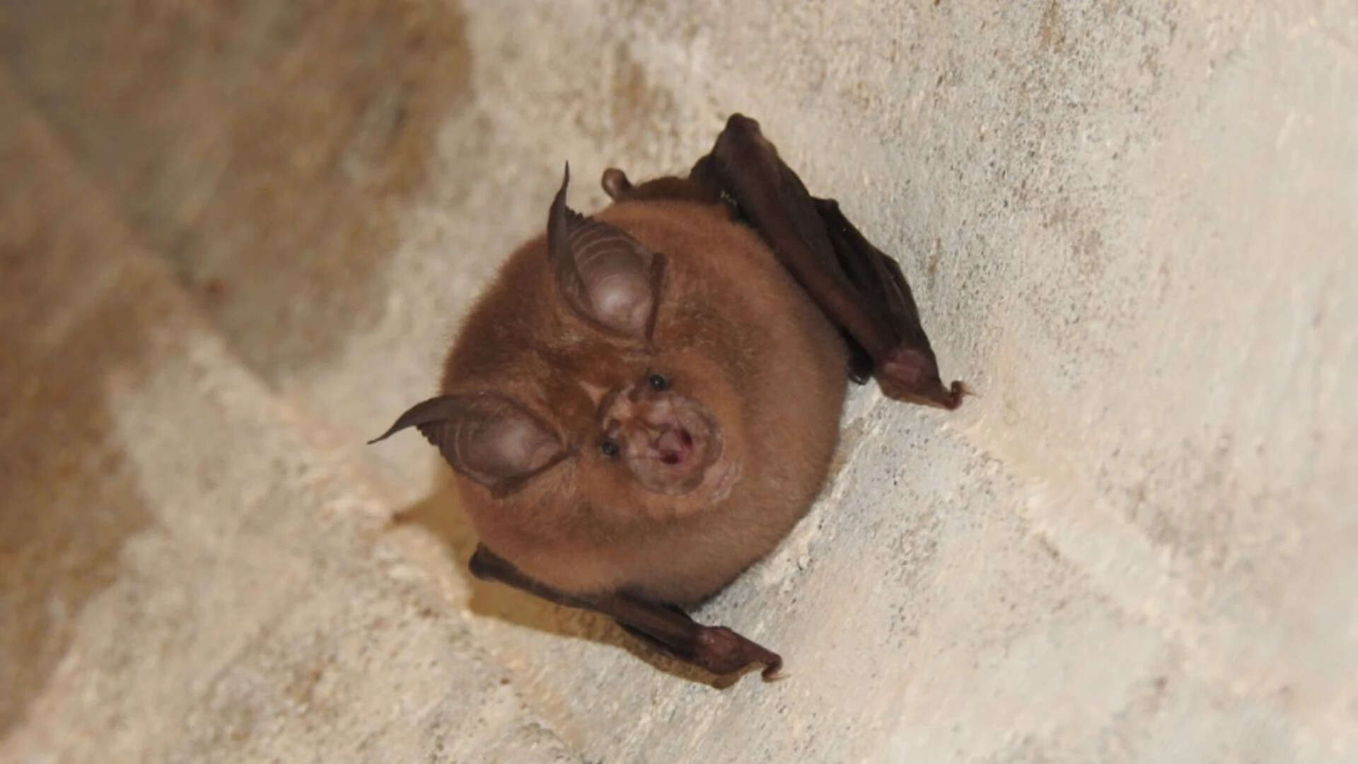 Japanese Greater Horseshoe Bat (Picture source: I Naturalist)
