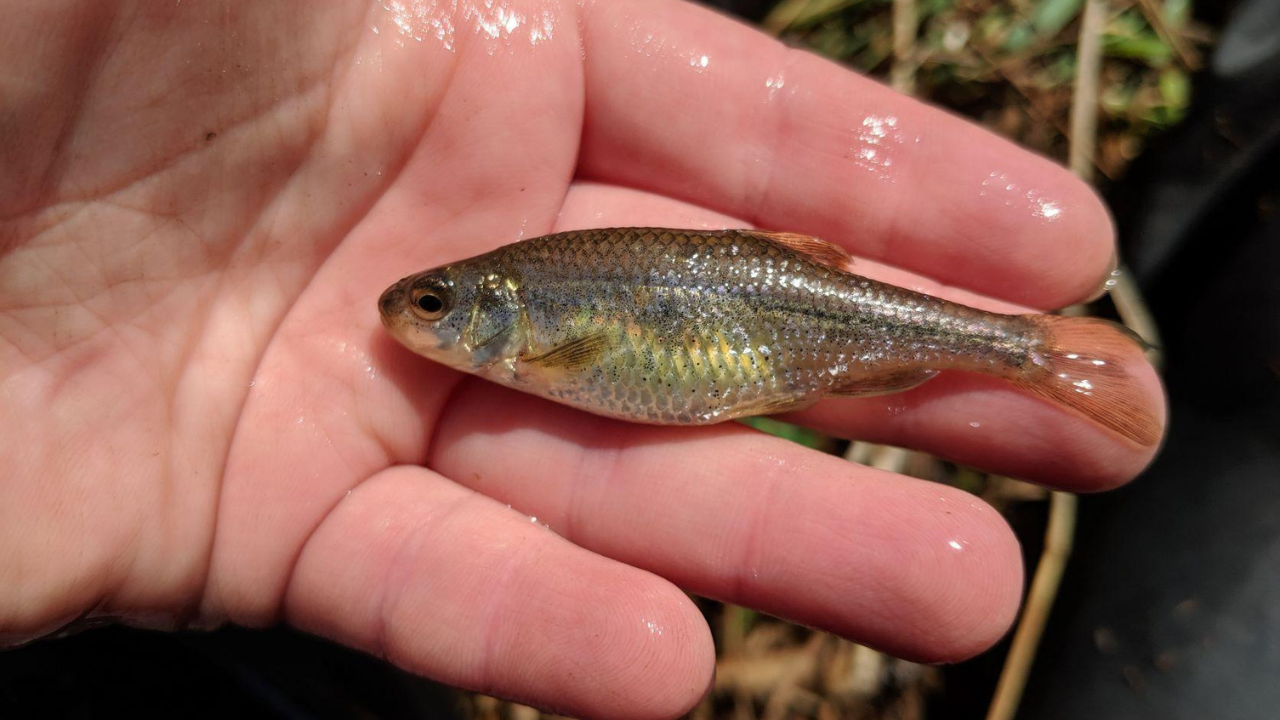 Tiny Oregon fish nearly disappeared after habitat loss, then conservation efforts restored its wetlands, helping its population grow to more than 140,000 and making it the first fish in US history to leave the endangered list