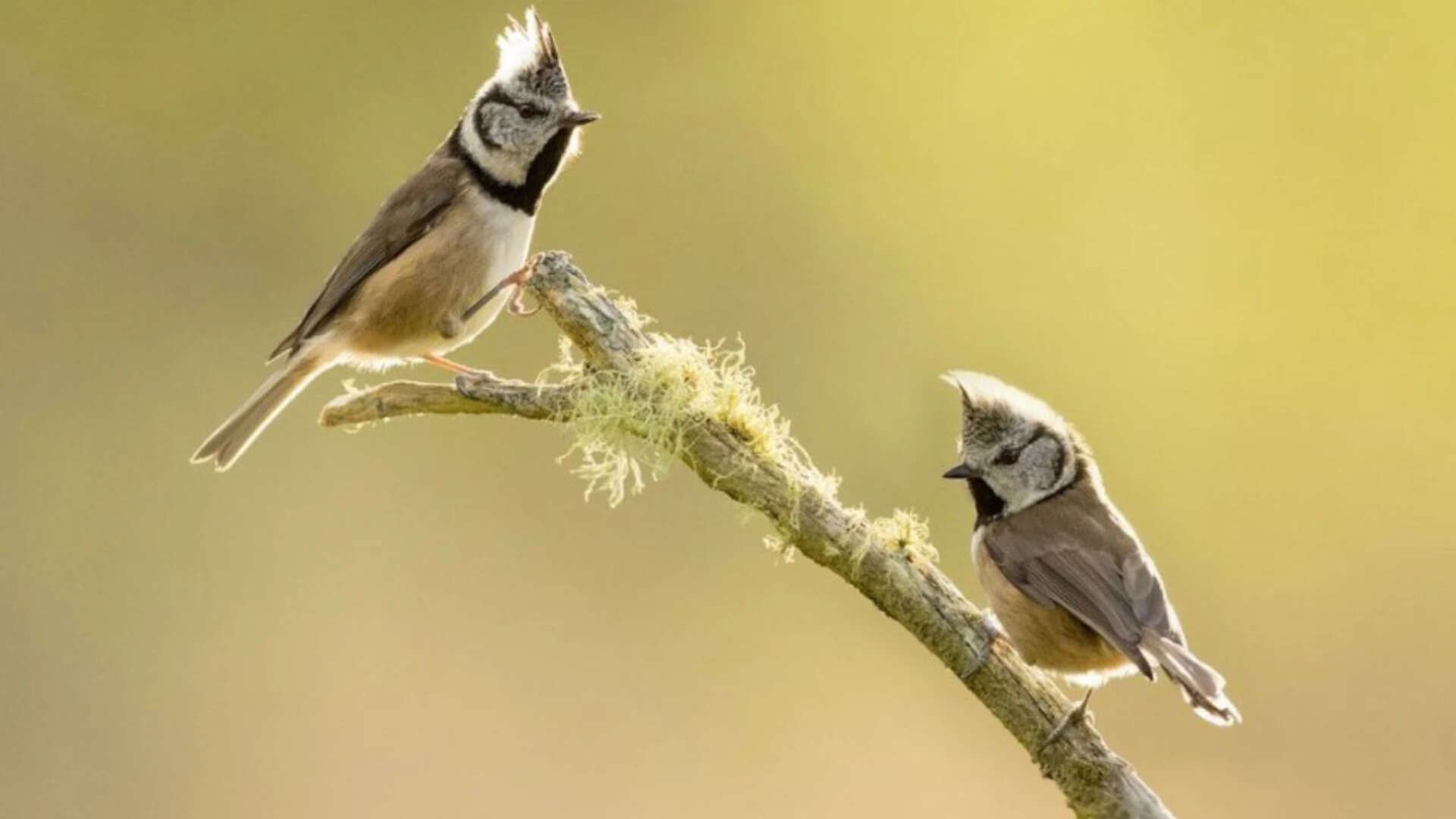The study focused on passerines, also known as perching birds or songbirds.