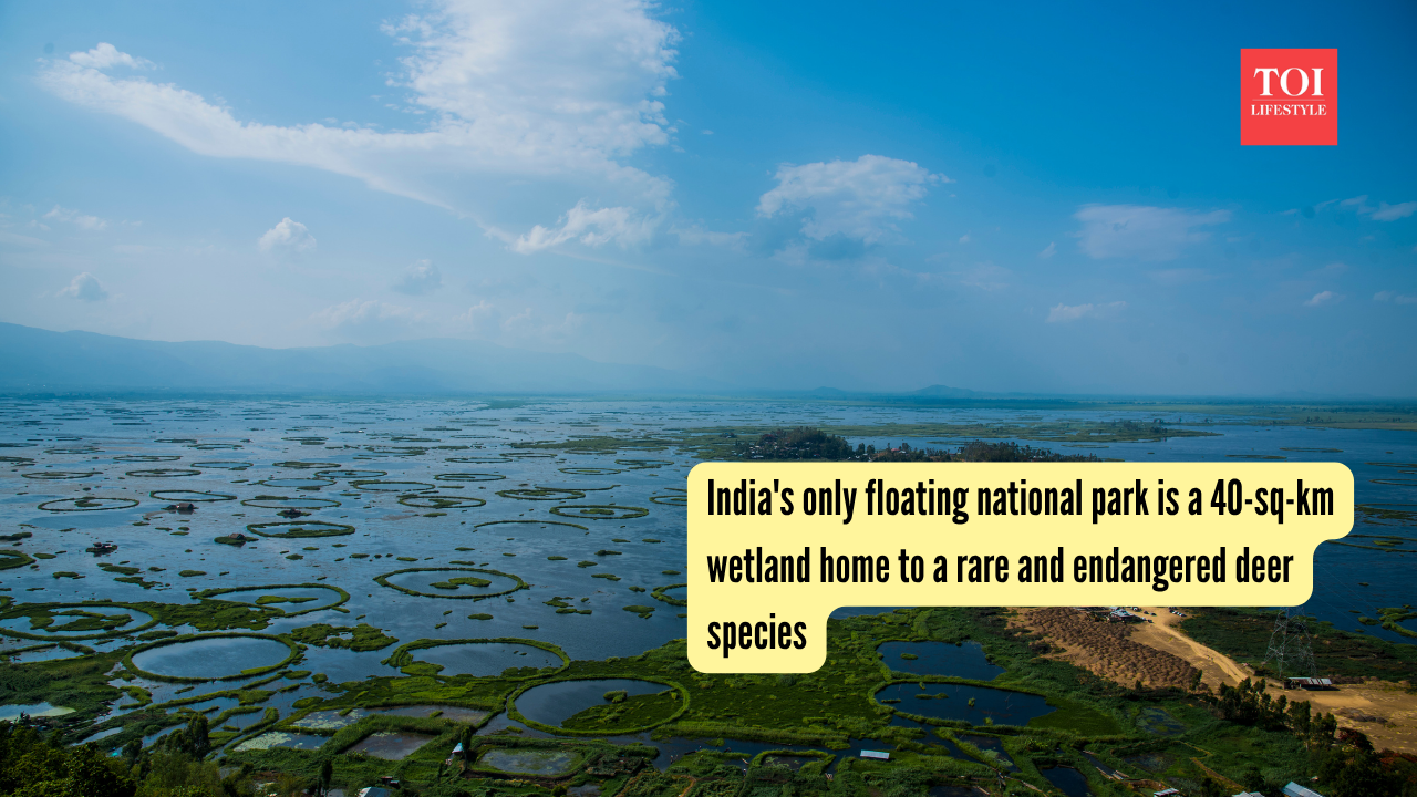 India's only floating national park is a 40-sq-km wetland home to a rare and endangered deer species