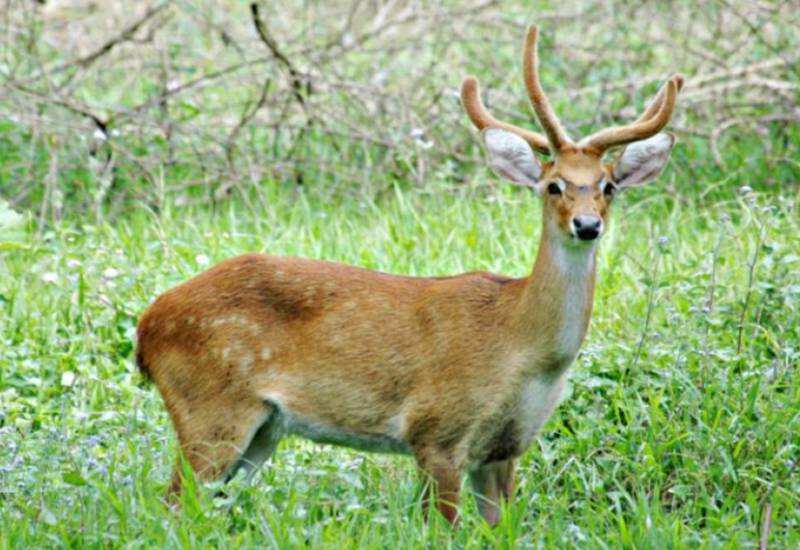 Sangai deer found only in the floating national park