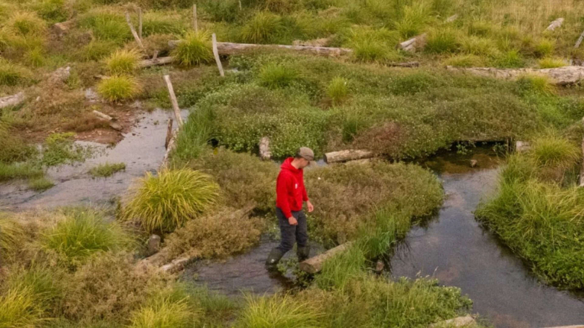 New Somerset wetland attracts rare wildlife after river restoration