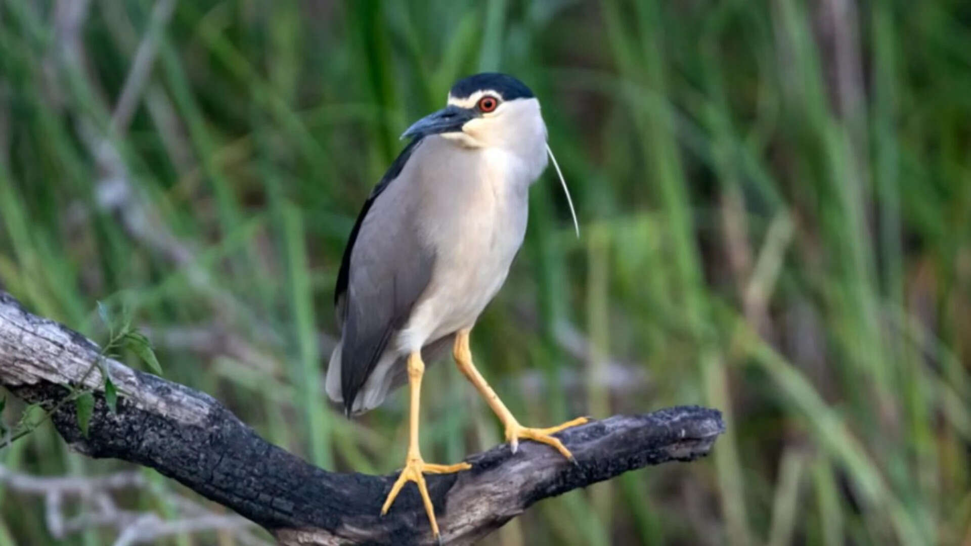 A rare black-crowned night heron was spotted at Holnicote Estate (Representational photo)