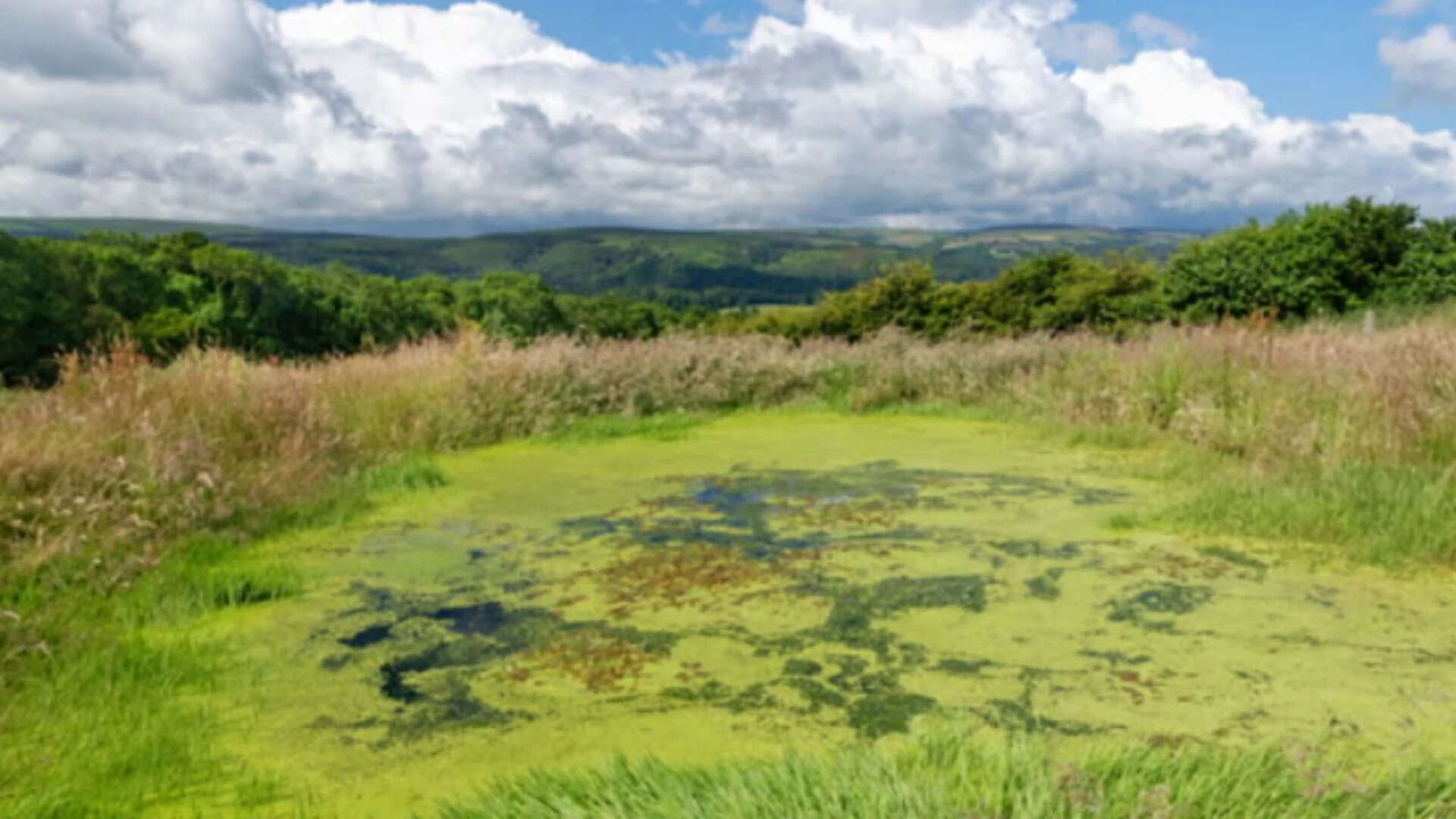 A pond at Holnicote Estate, Somerset