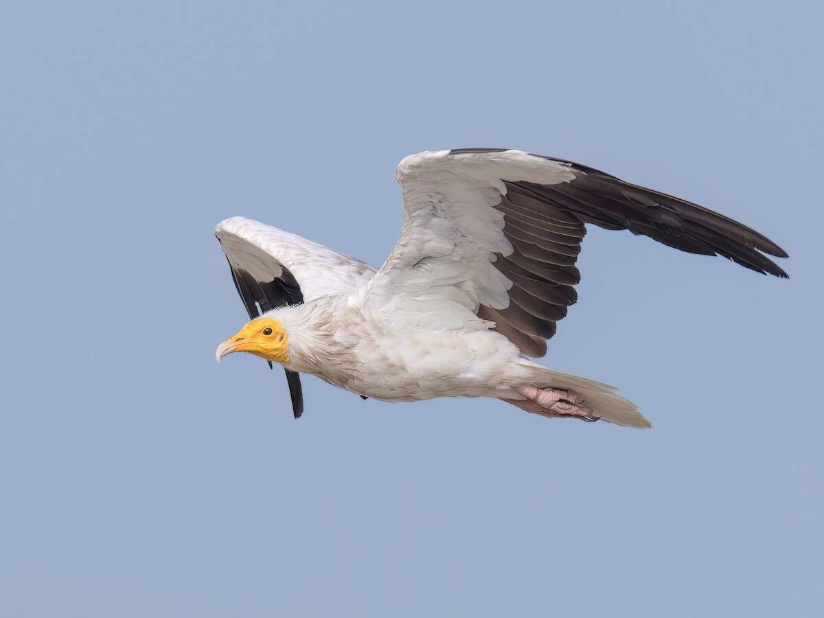 मिस्र का गिद्ध.