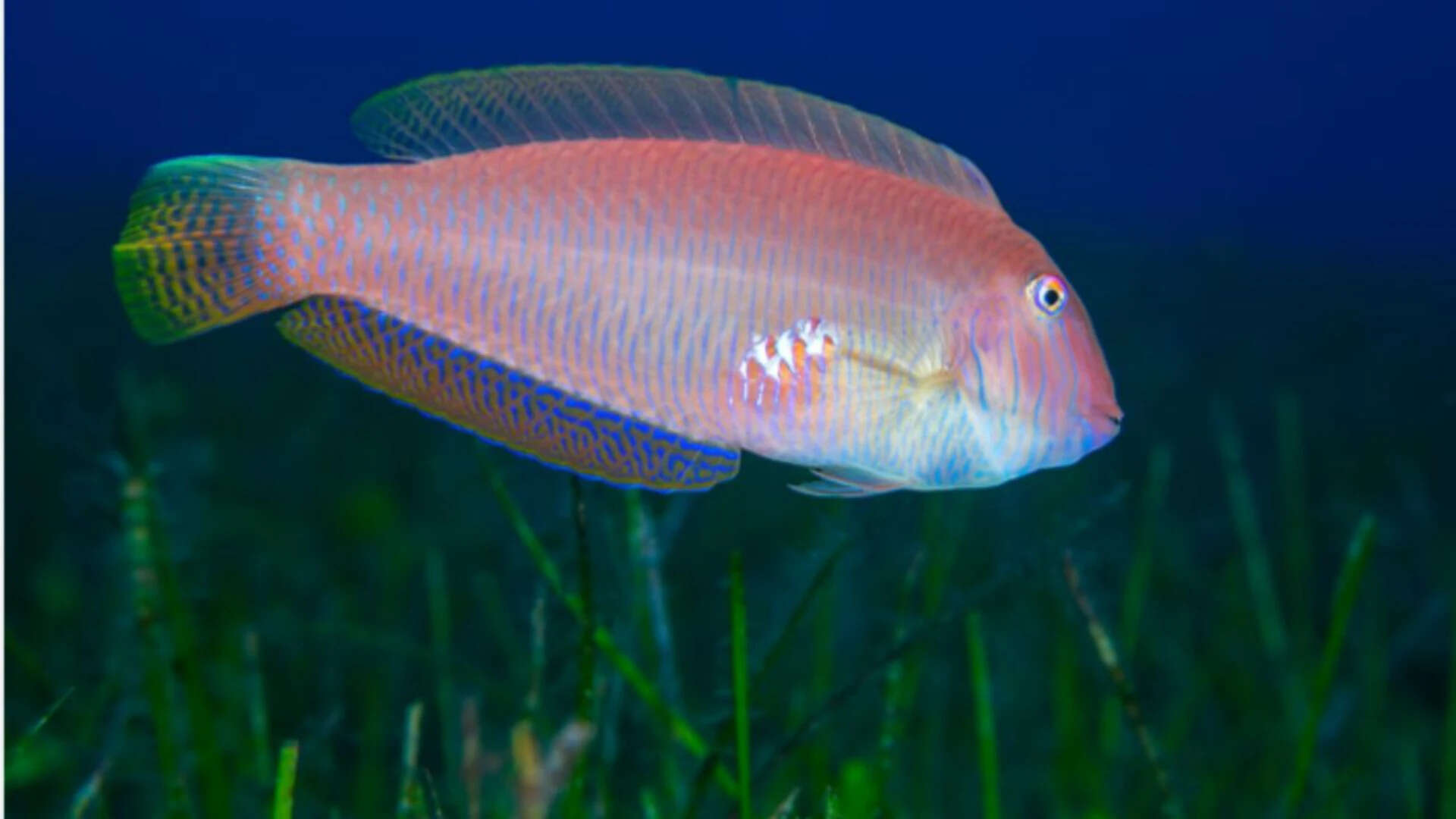 These fish are born female &amp; later become male; fishing may be changing them at molecular level