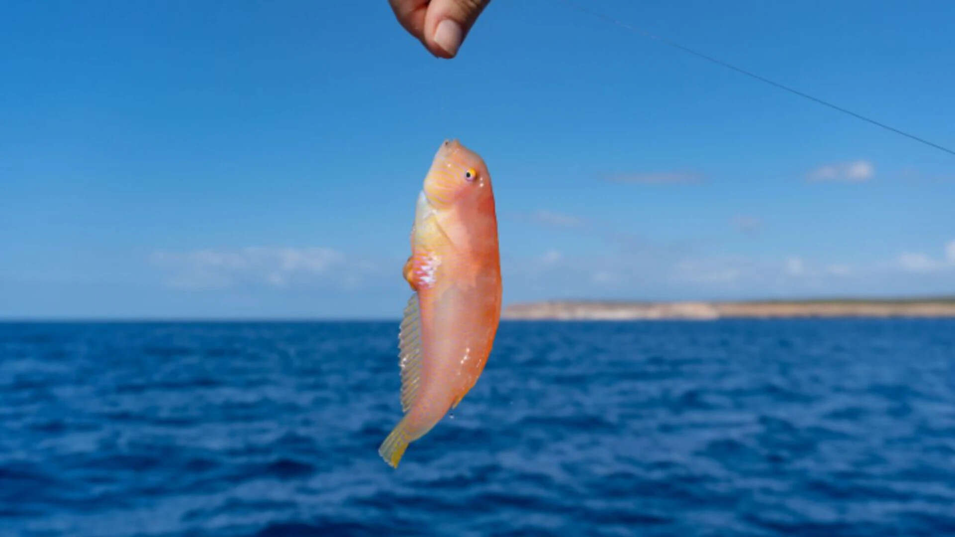 Locally known as <em>raor</em>, the pearly razorfish is a favourite seafood in Spain's Balearic Islands.​