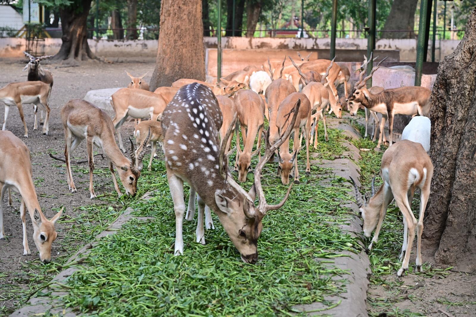 59b6f098-0bfb-4bf0-becf-7f651ea274b1_bokaro_zoo_summer_arrangments_2.jpg