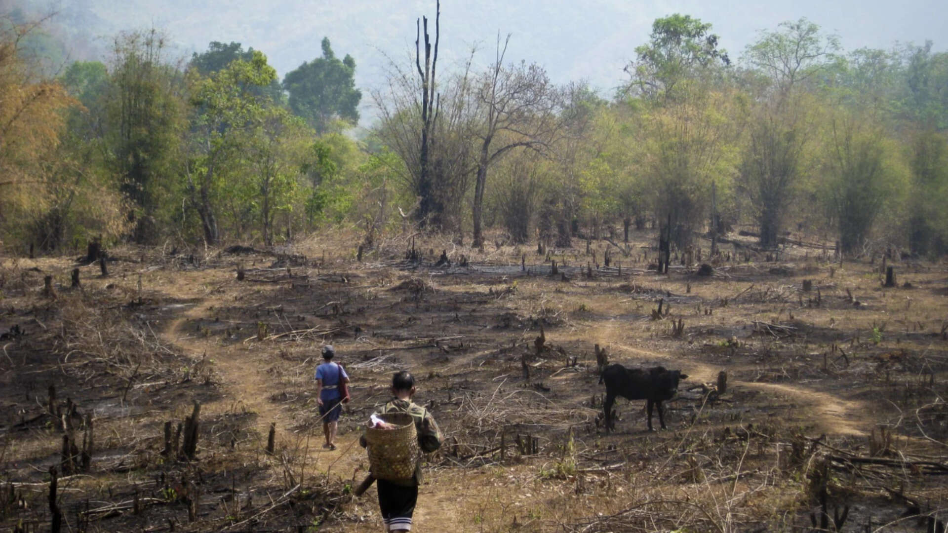 Slash-and-burn farming was blamed for destroying rainforests, but a study something different