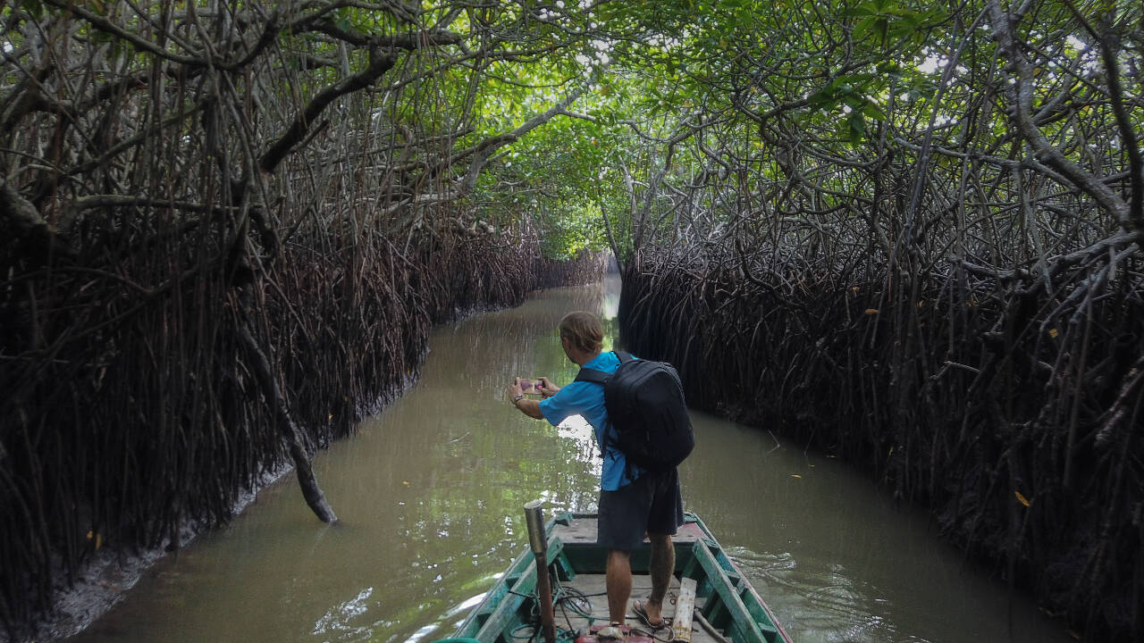 Why mangroves matter more than we know