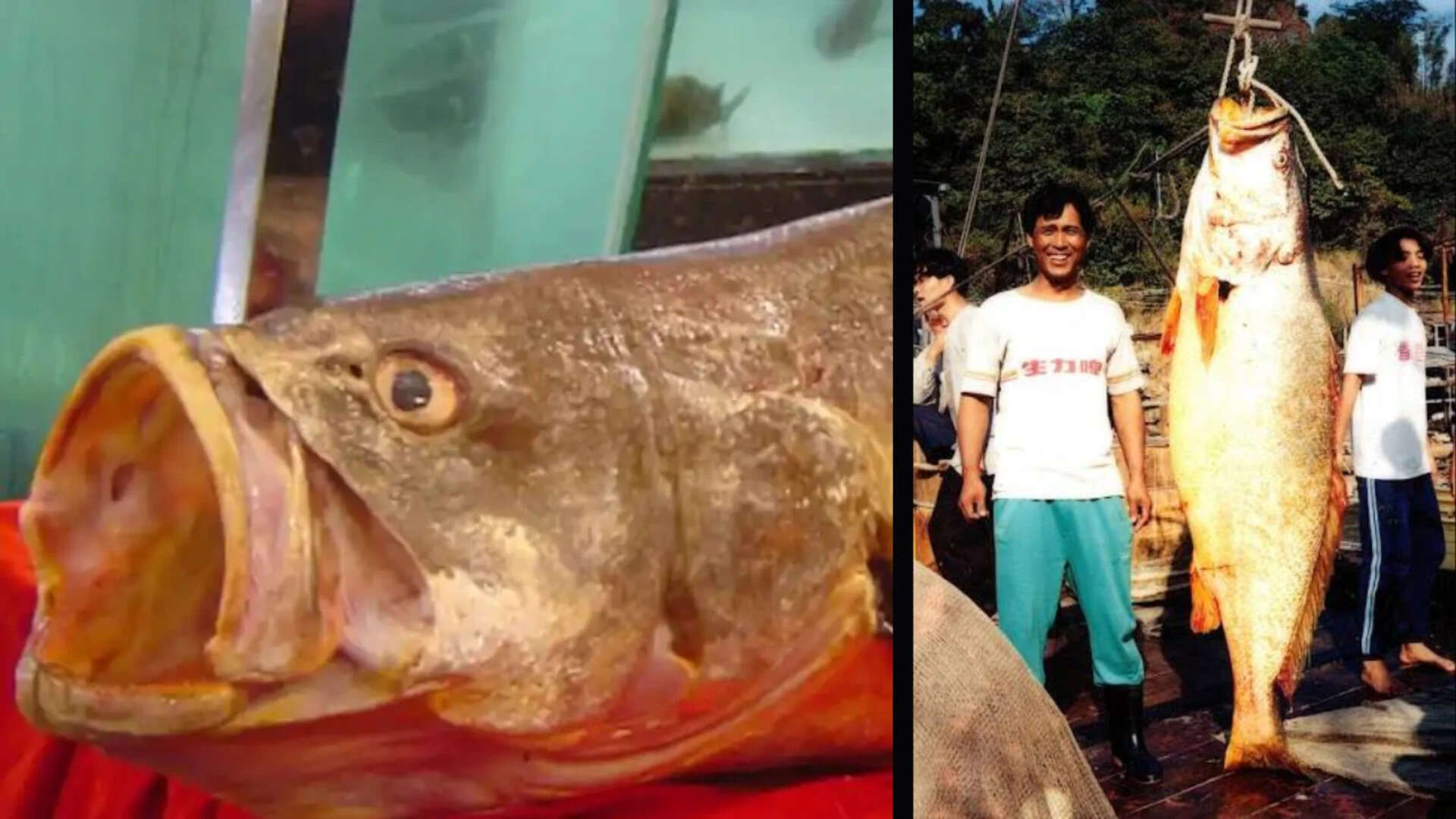 The Chinese bahaba, a critically endangered fish was missing from Hong Kong for over a decade