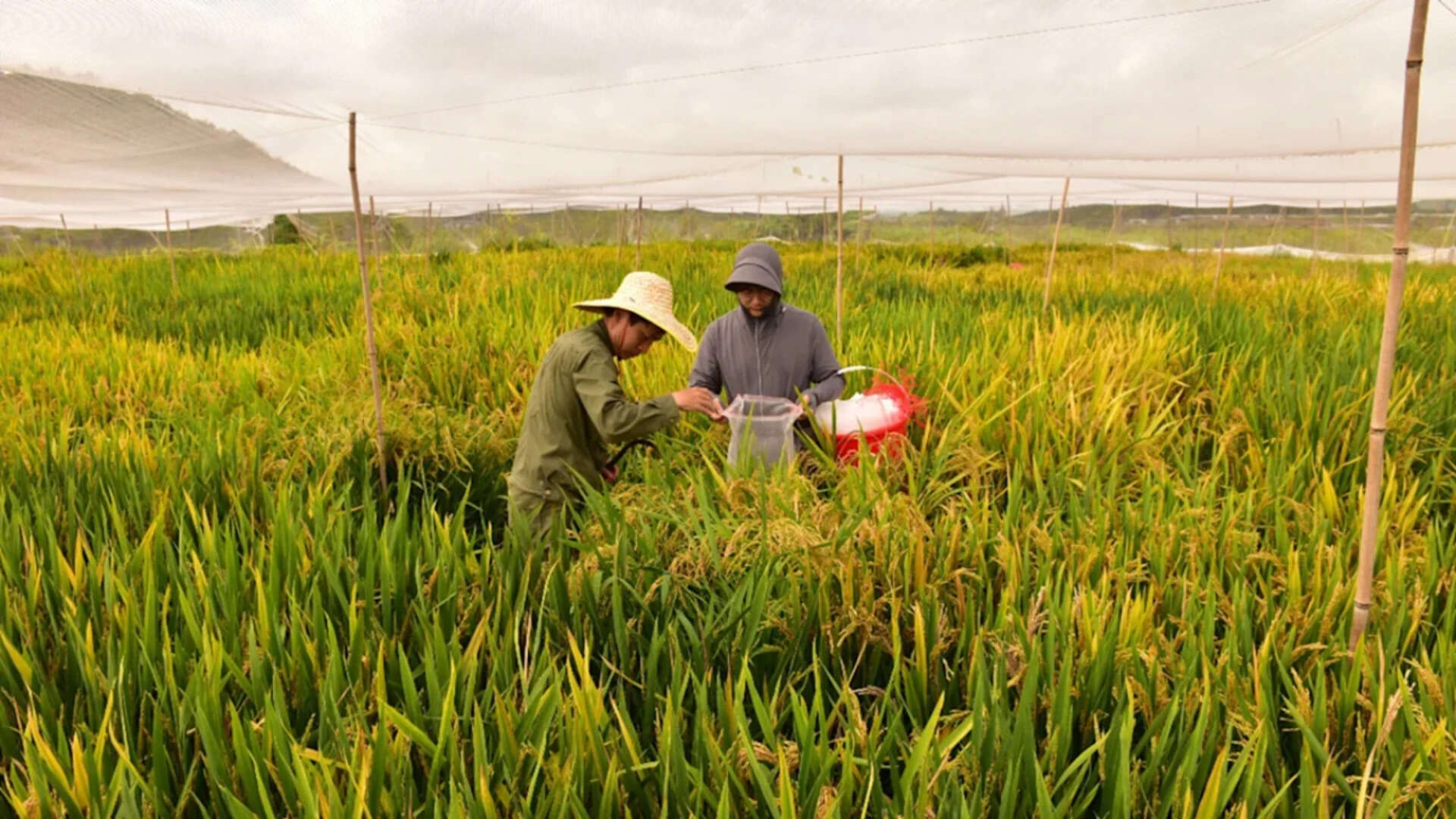 China’s new hybrid rice can preserve its high-yield traits across generations, allowing farmers to...