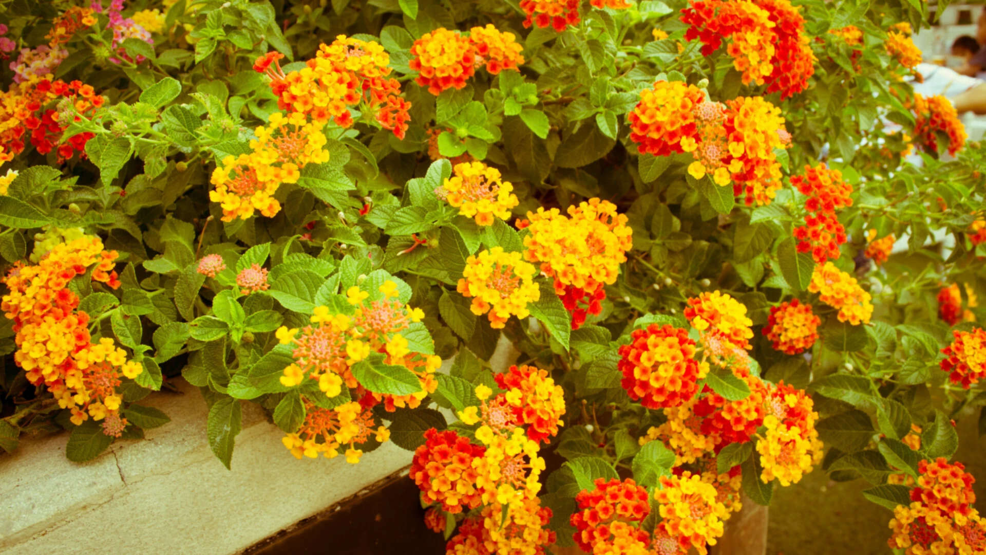 Lantana Camara