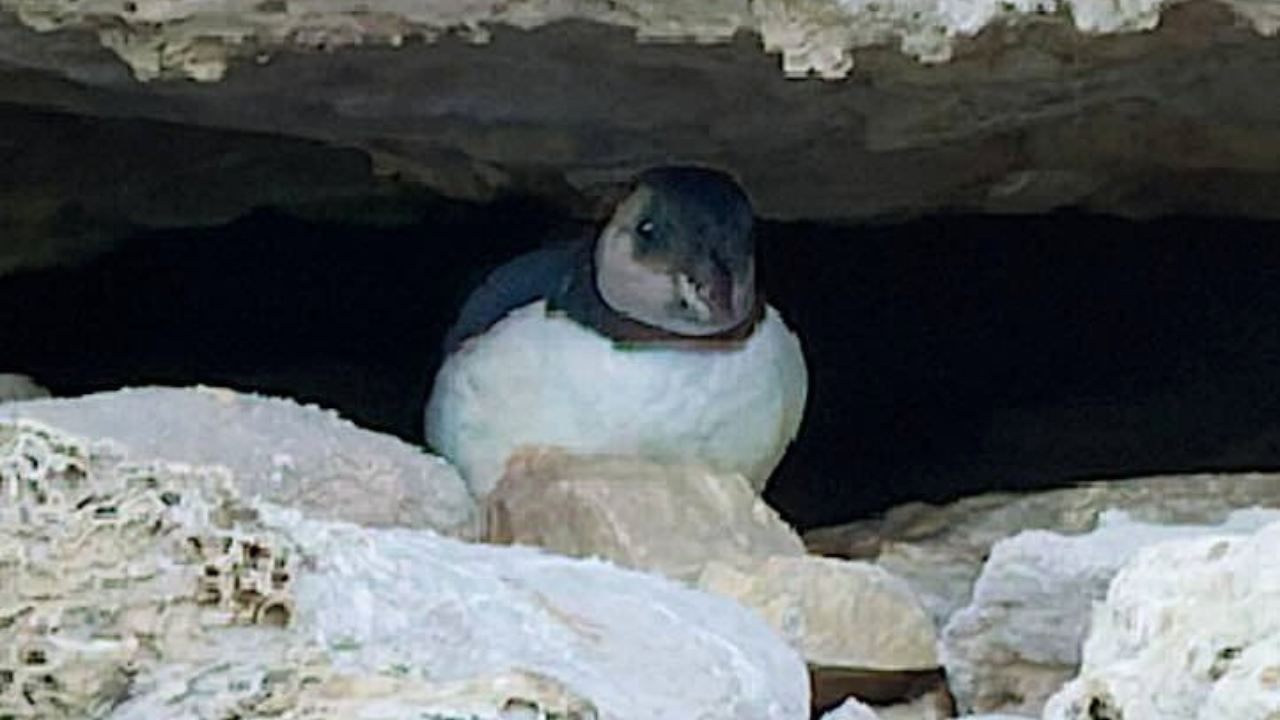 First puffin chick in 30 years just emerged from England's south coast after 15 weeks of careful monitoring, giving new hope to the country's last mainland colony