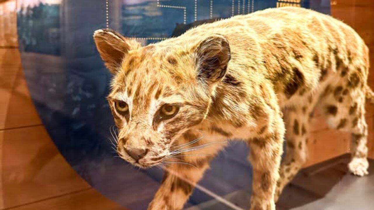 Proailurus: The earliest known true cat<br>