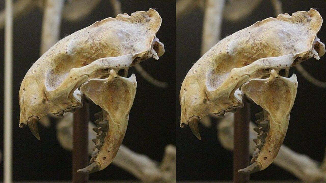 Skull of Proailurus lemanensis <br>
