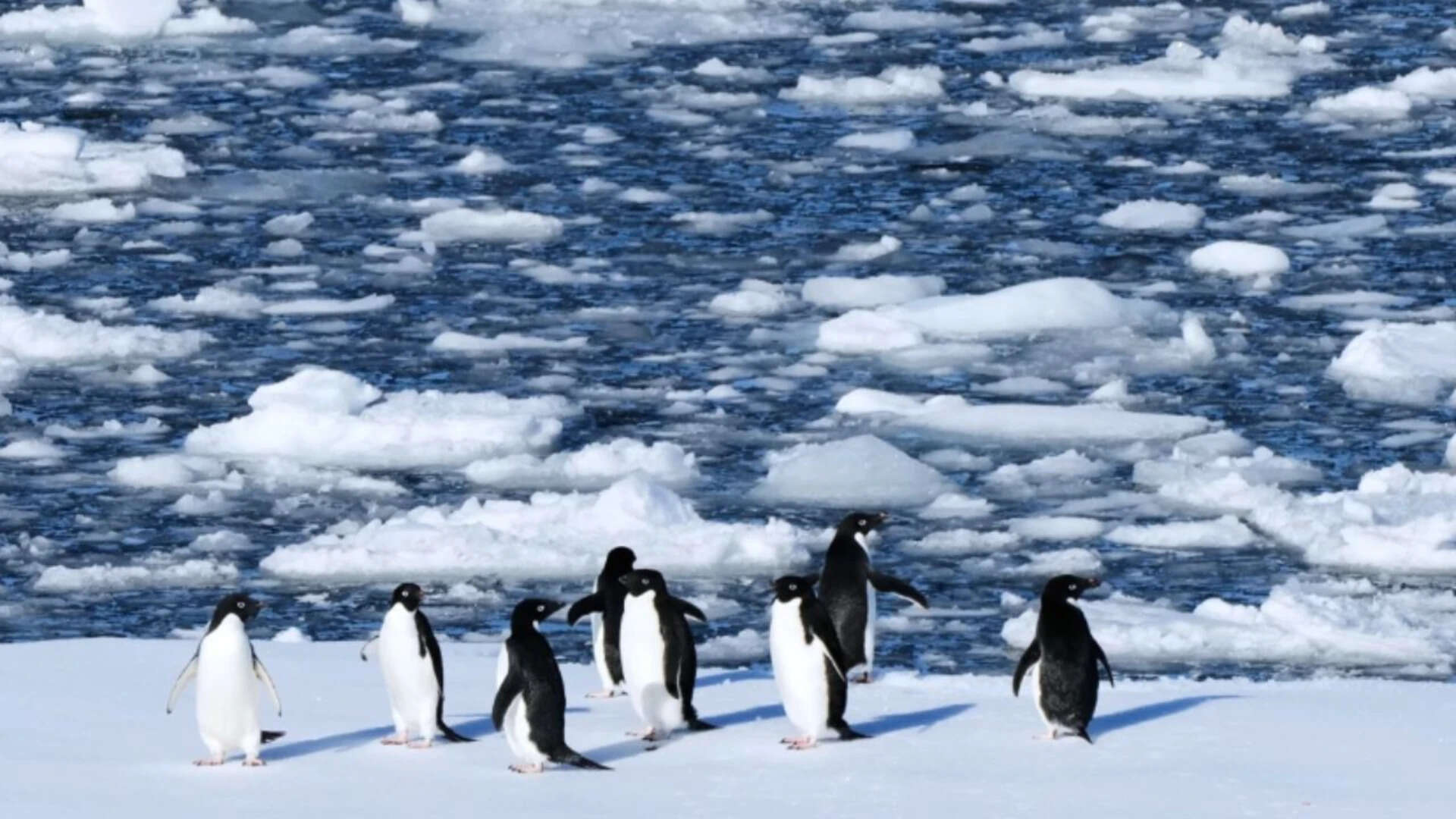 Penguins stand on a block of floating ice at Yalour Islands (AP file photo)