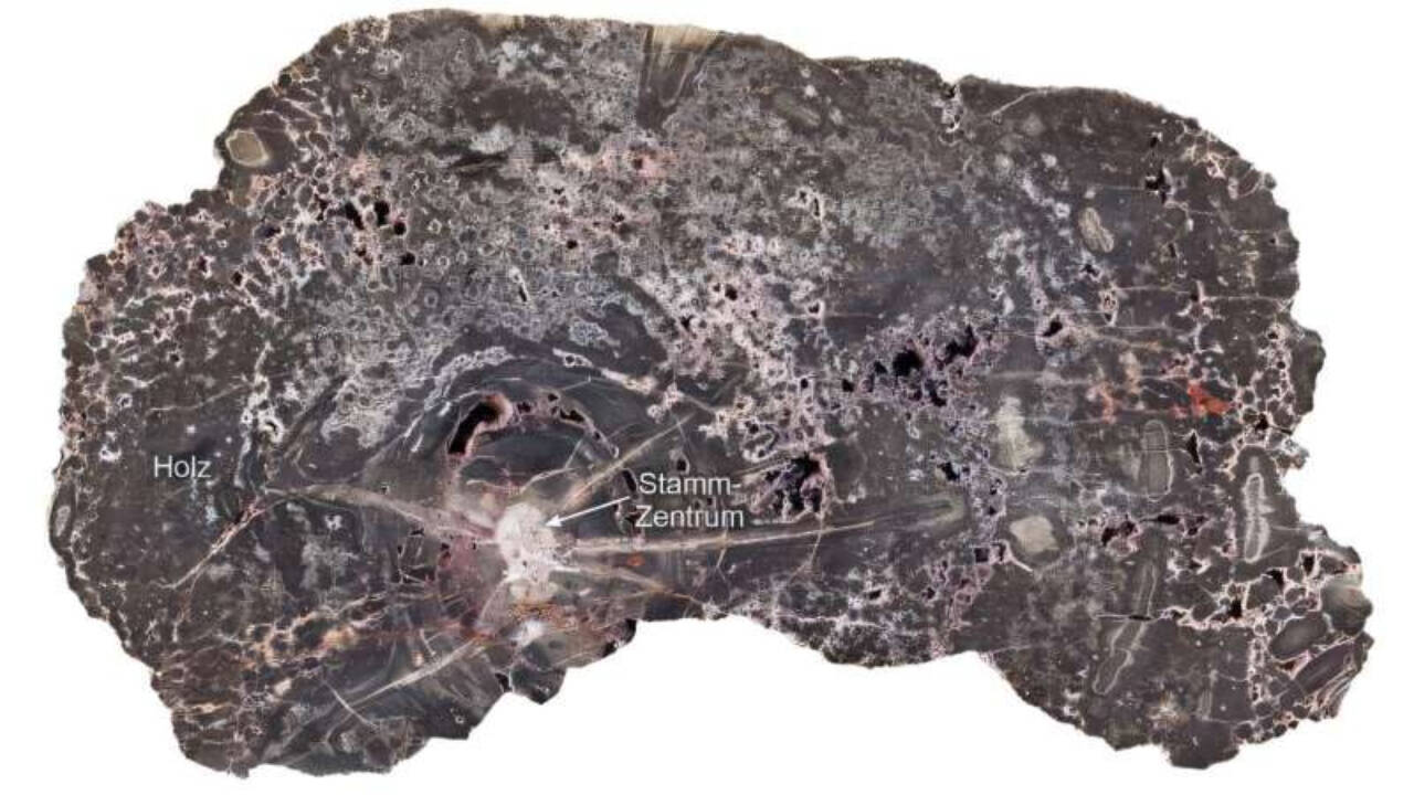 Silica-rich groundwater seeped into the buried trunks