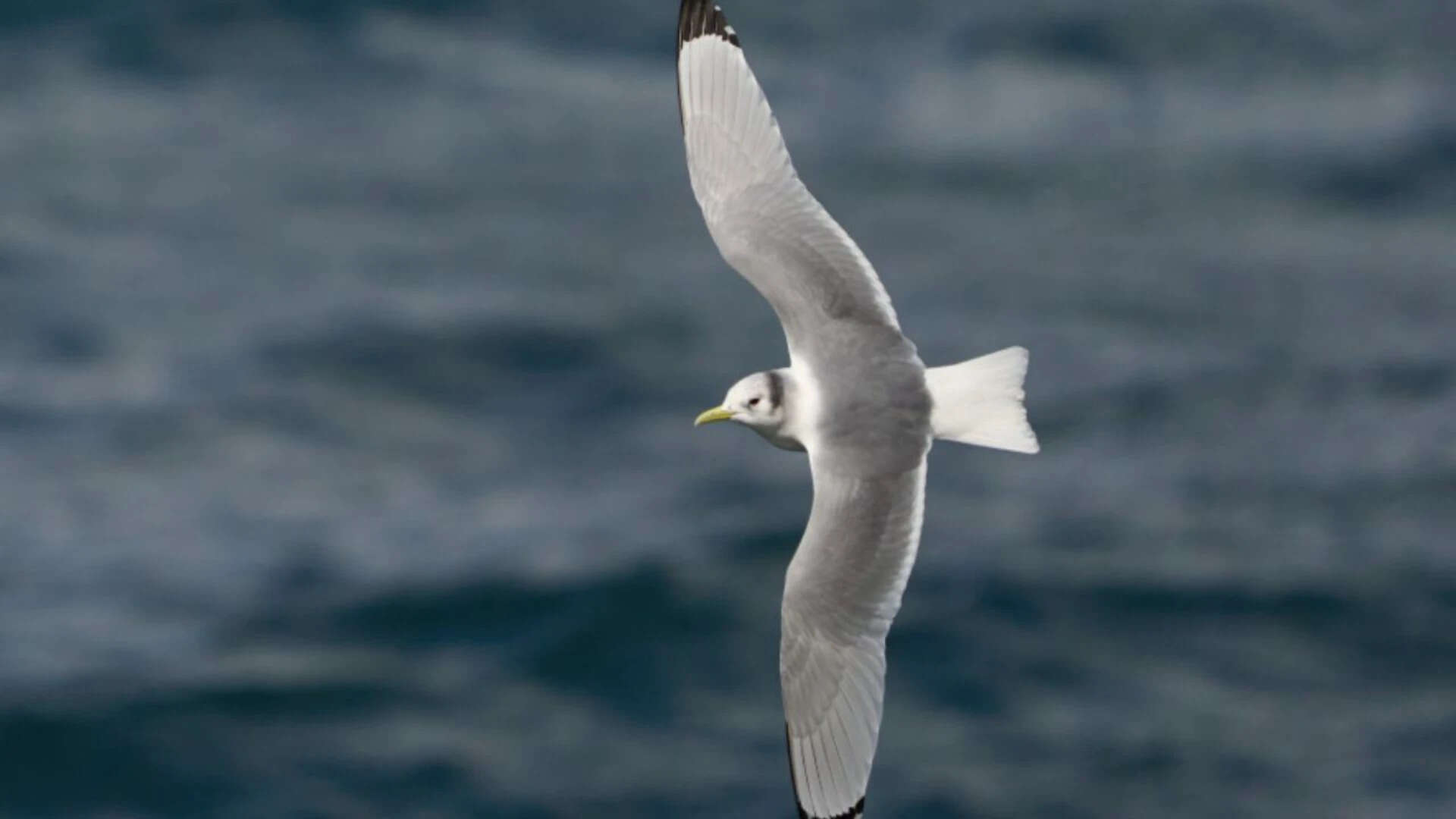 Every bird carried a lightweight geolocator (Macaulay Library photo)<br>
