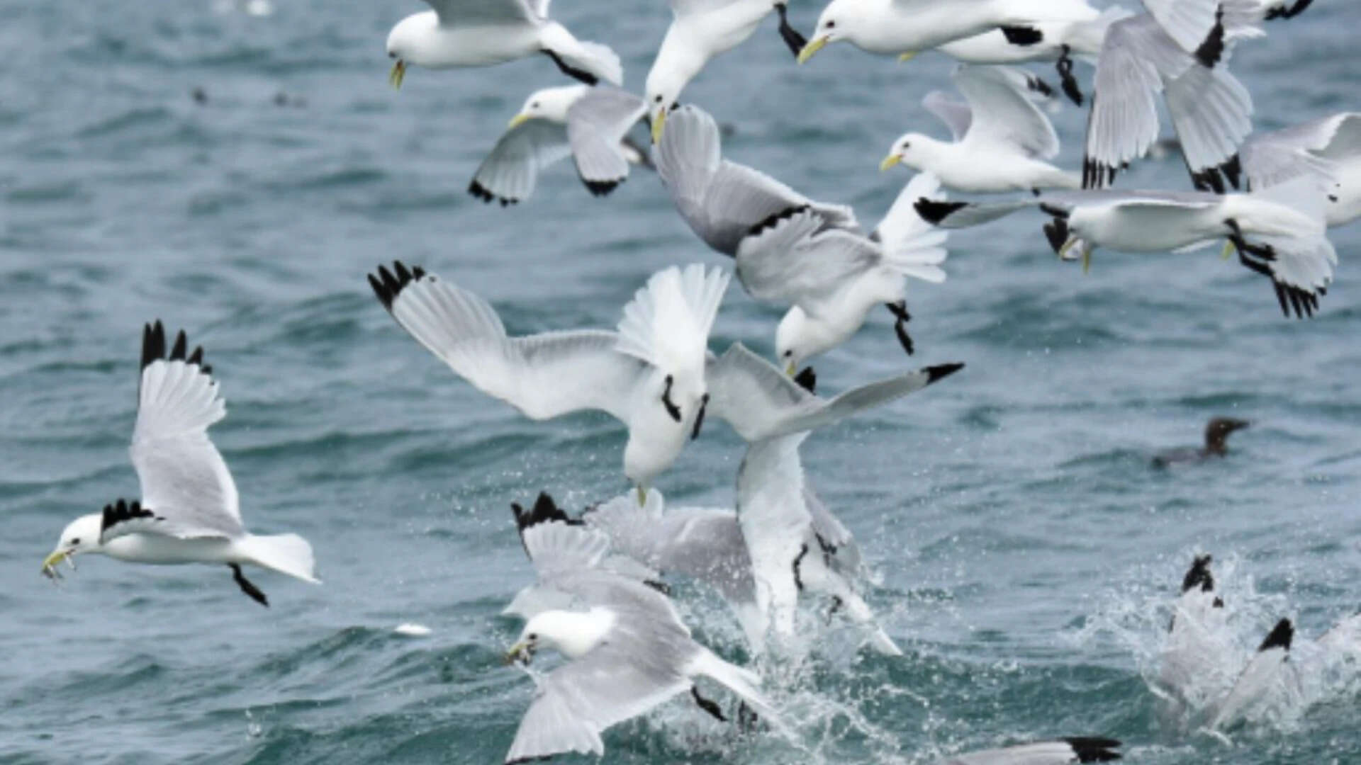 A flock of Black-legged Kittiwakes foraging on small fish. (Picture: USGS)