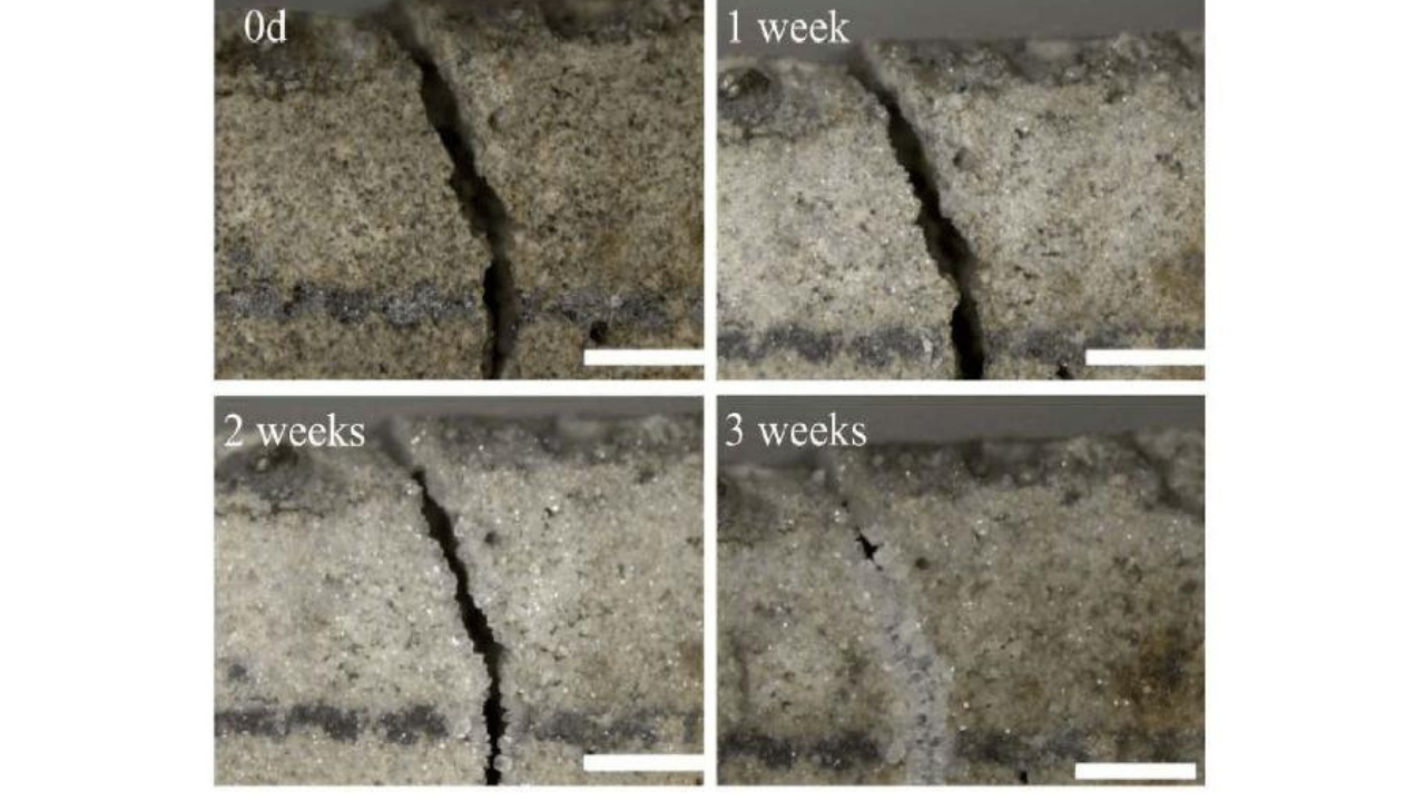 Dutch scientist creates bacteria that repairs broken buildings by turning cracks into stone, allowing concrete to heal itself and saving billions in repair costs