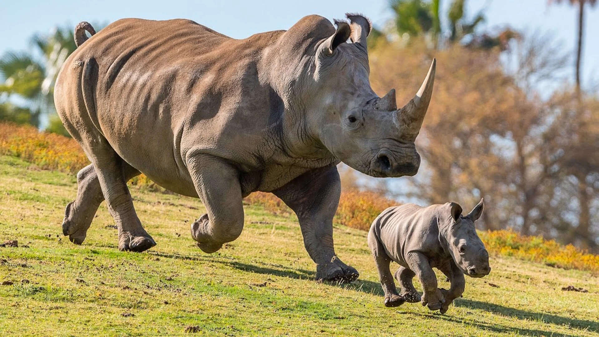 Six orphaned rhinos give birth after mothers were killed by poachers