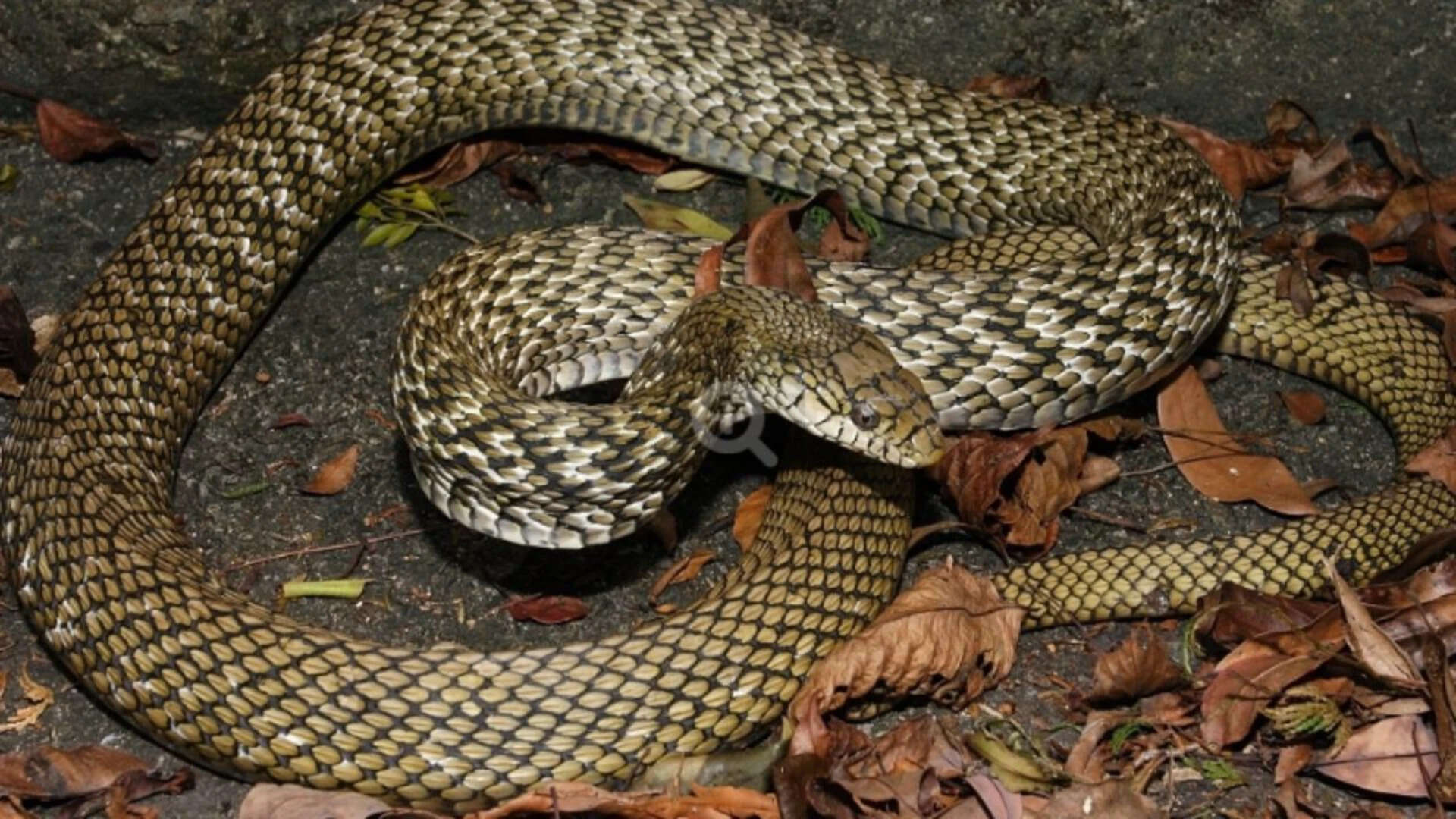 The king ratsnake can prey on venomous snakes including cobras, vipers and other dangerous species.