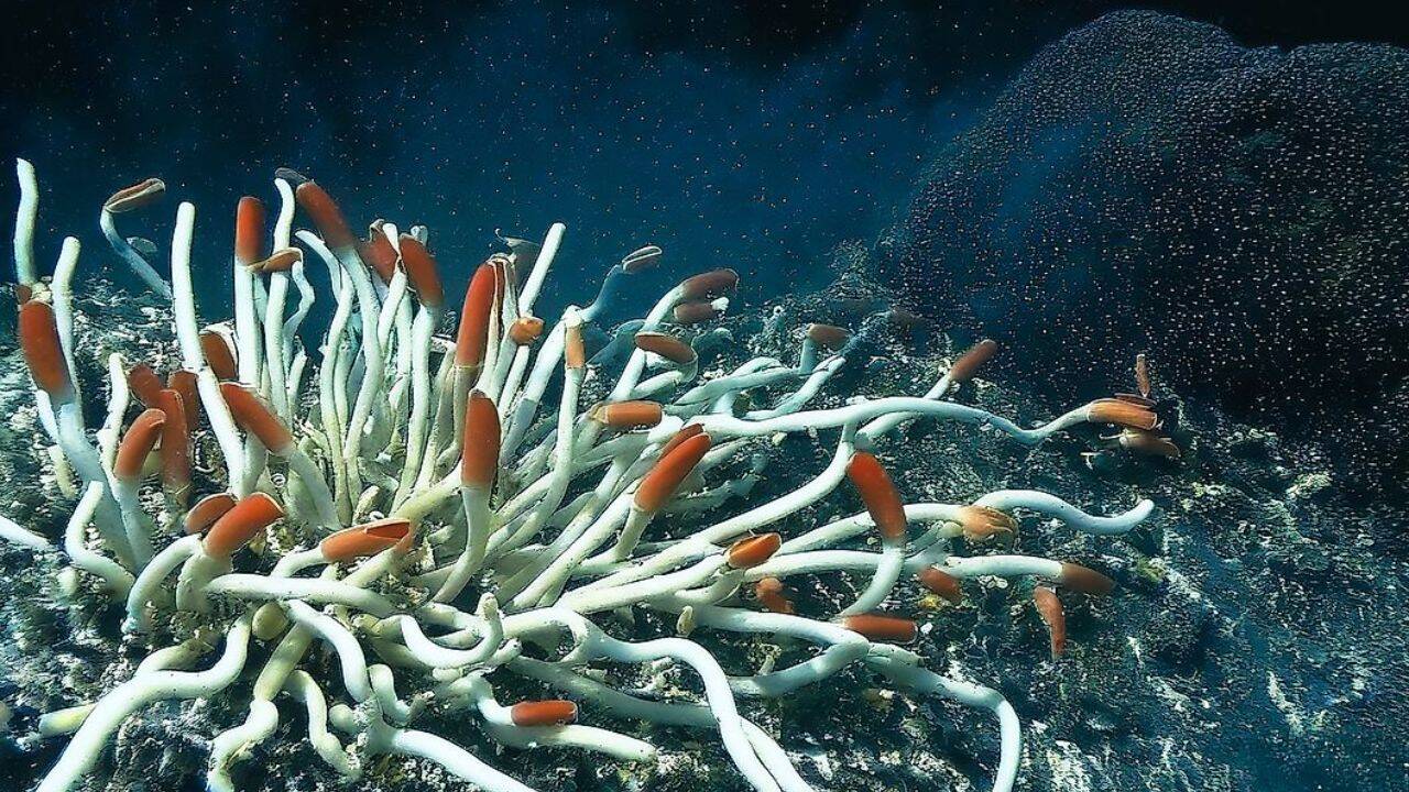 8 ocean creatures that can live without sunlight: From Giant tube worms to Hadal amphipods