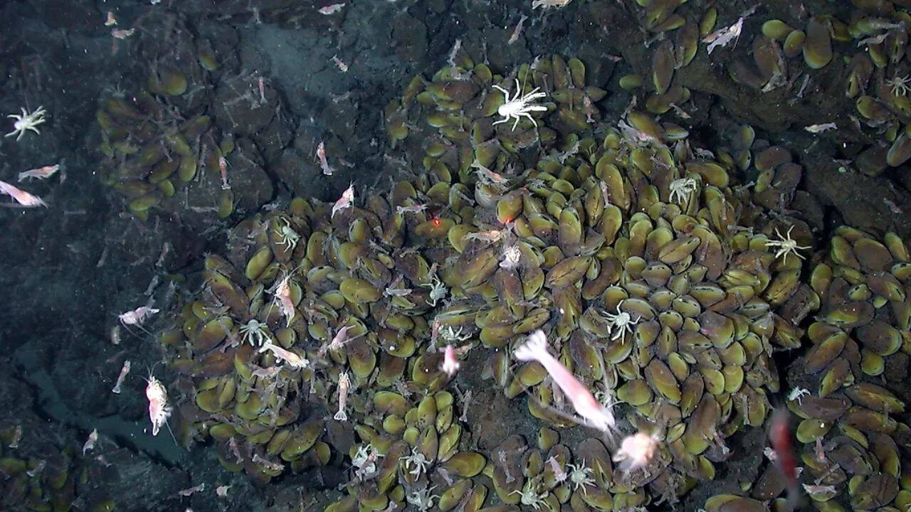 8 ocean creatures that can live without sunlight: From Giant tube worms to Hadal amphipods