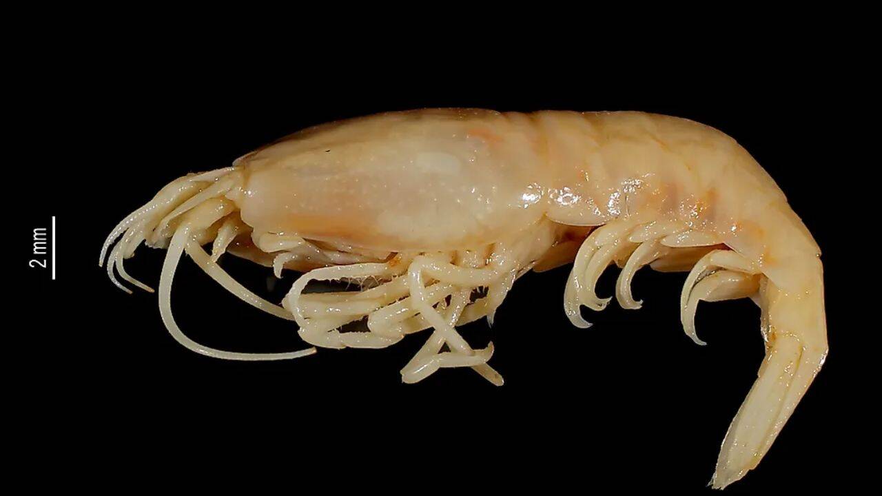 8 ocean creatures that can live without sunlight: From Giant tube worms to Hadal amphipods