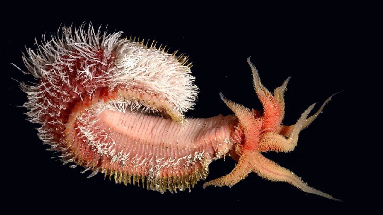 8 ocean creatures that can live without sunlight: From Giant tube worms to Hadal amphipods