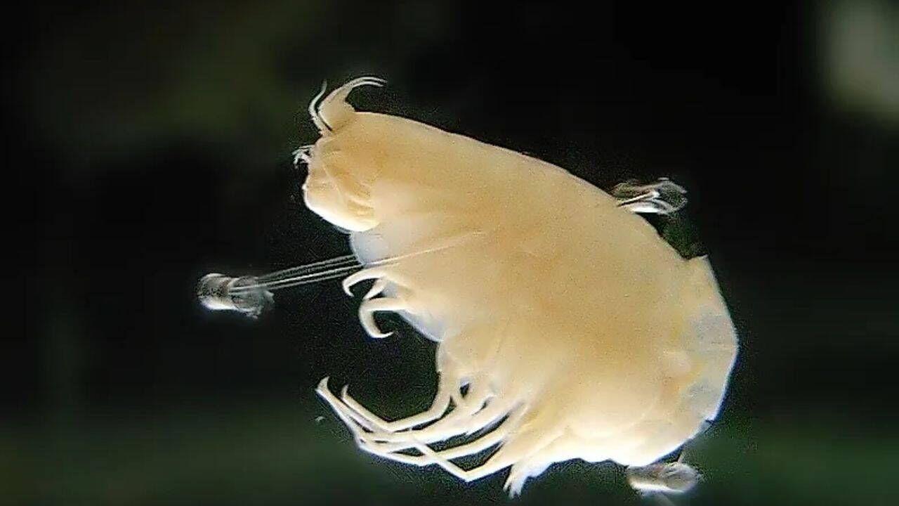 8 ocean creatures that can live without sunlight: From Giant tube worms to Hadal amphipods