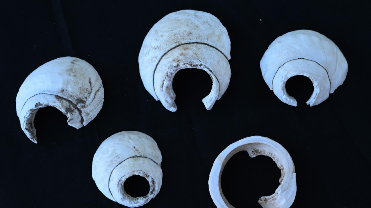 shell3