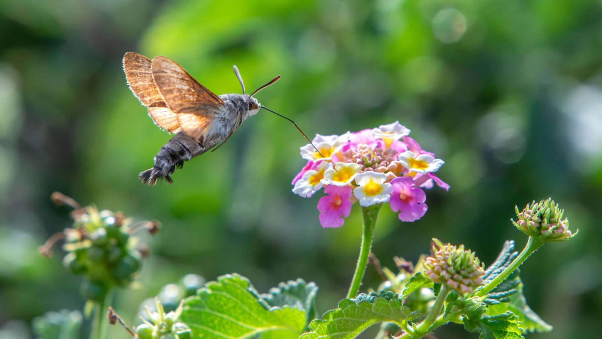 Hummingbird hawkmoths may have their own version of being left-handed or right-handed
