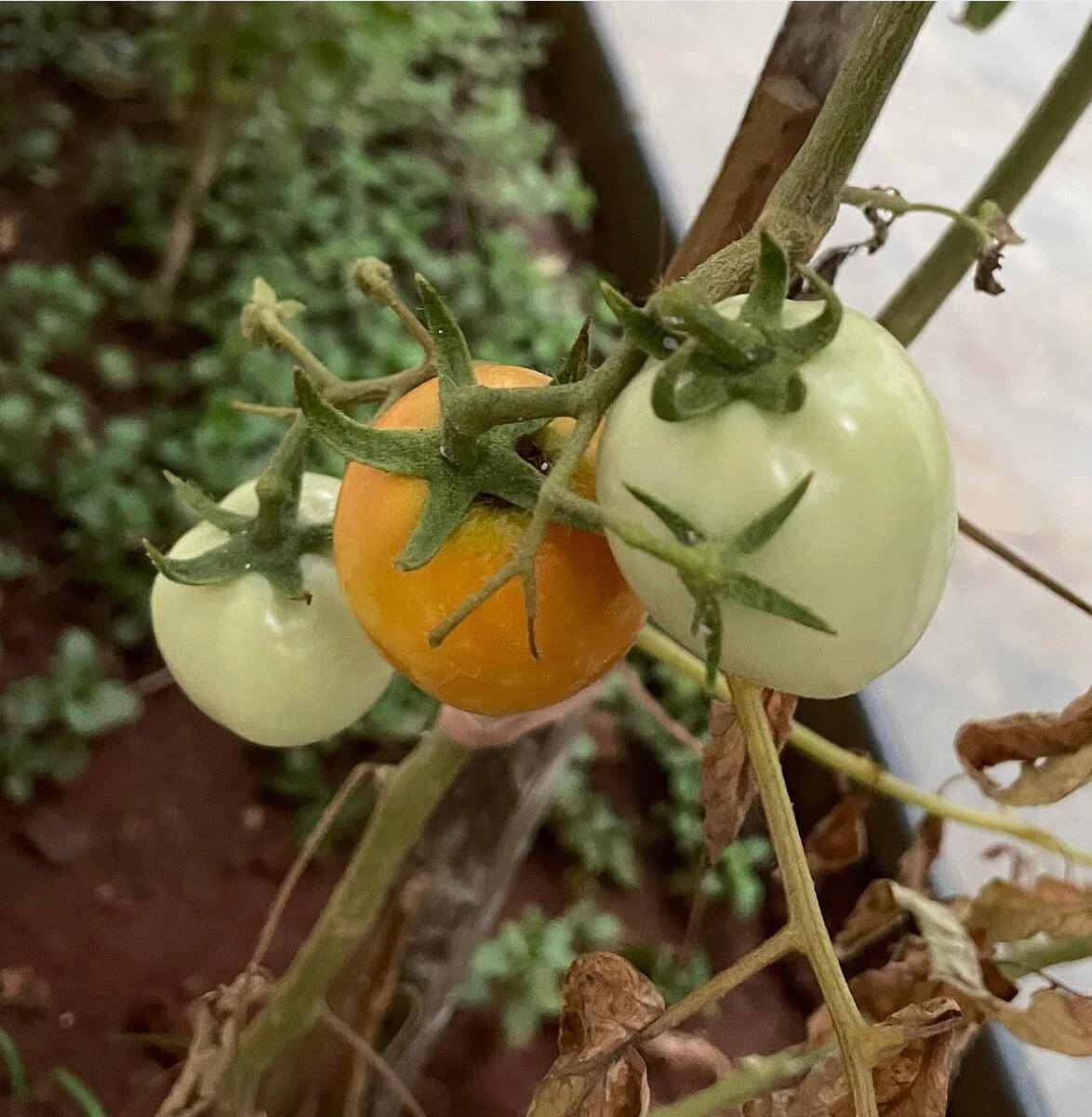 High humidity drives surge in home gardeners’ plant fungal diseases, nurseries report demand