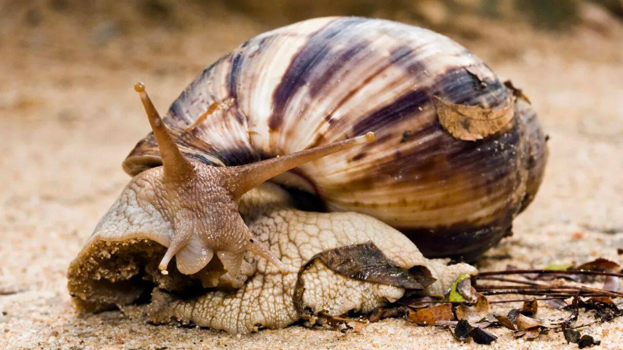 The Giant African Snail has returned to the U.S. neighborhoods and officials are asking residents to watch for these signs