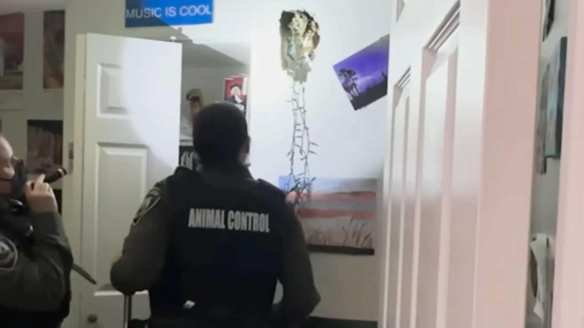 Wall cavities provide warmth and shelter for wildlife (Screengrab: ABC 7)<br>