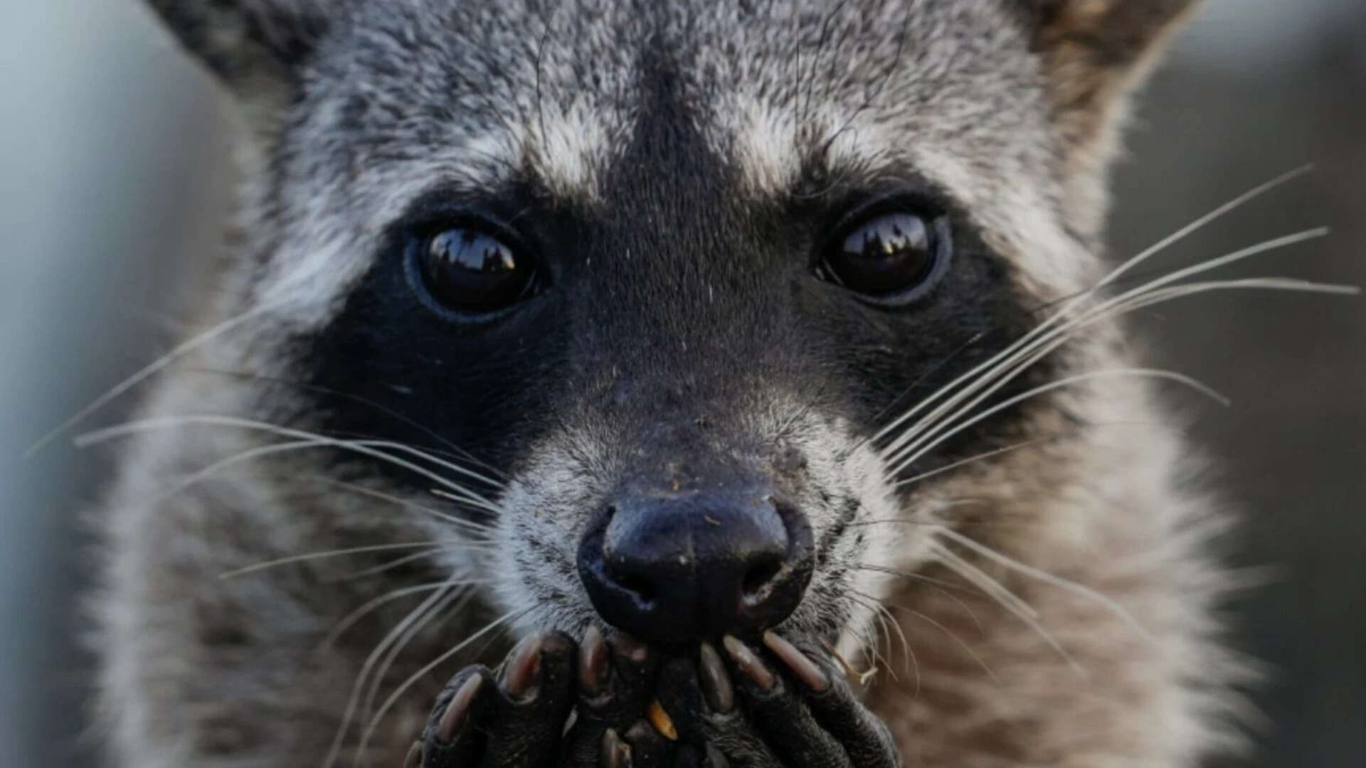 San Francisco woman heard wall noises, then raccoon broke into bedroom